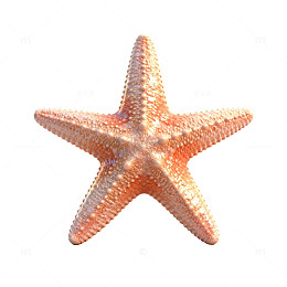 海边风光海星特写片