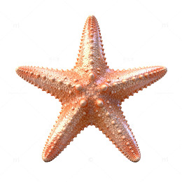 海星特写海洋生物