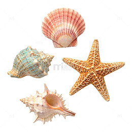 海洋生物贝壳海星素材