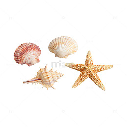 海洋贝壳星形图案