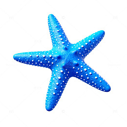 蓝色海星海洋生物图片