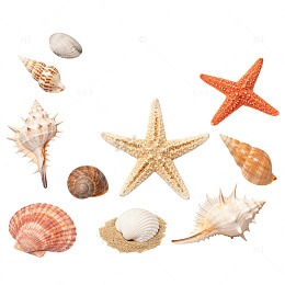 海滩贝壳海星素材
