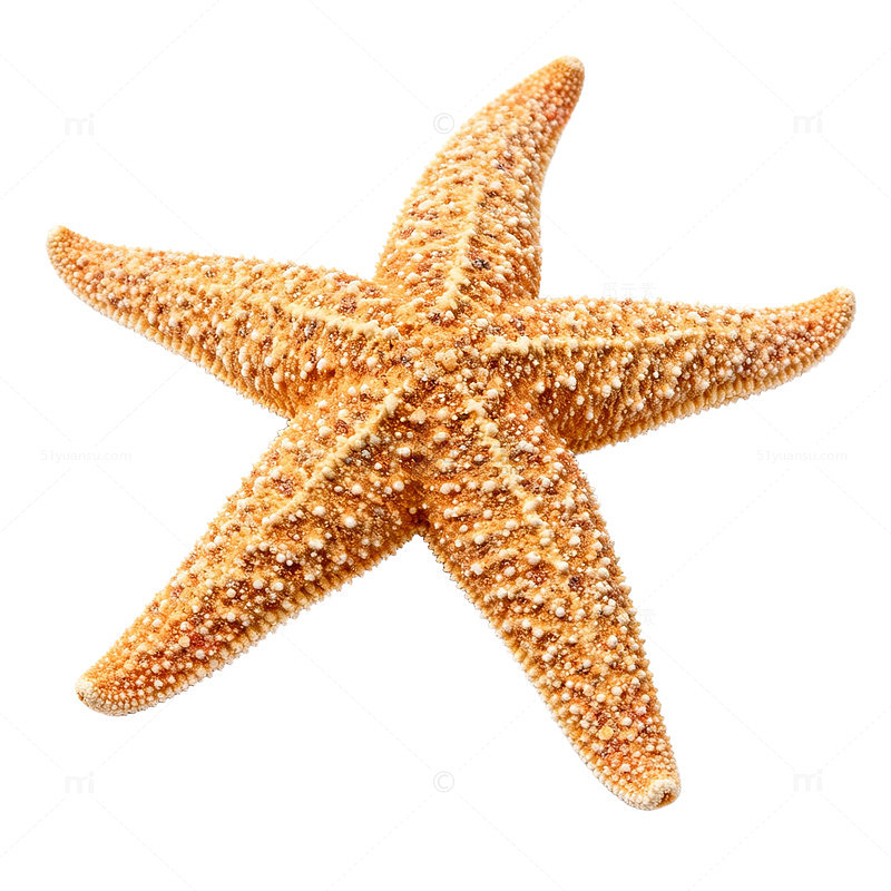 海边星形海洋生物