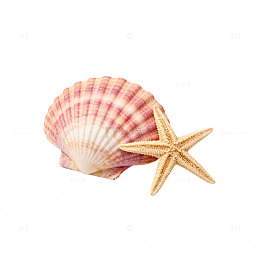 海边贝壳星形装饰素材