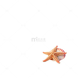 海贝星贝壳海边风景装饰