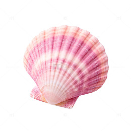 粉色贝壳海洋装饰素材