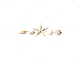 海滩贝壳静物