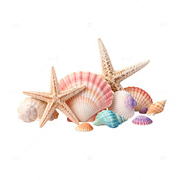 海滩贝壳组合素材