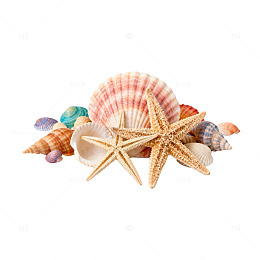 海洋风贝壳海星装饰素材