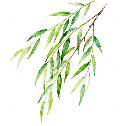 水彩绿柳树枝插画