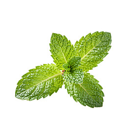 新鲜薄荷叶特写图片