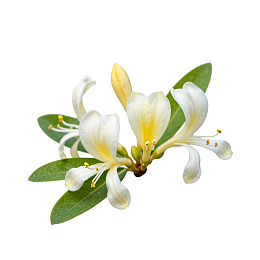 白色金银花与绿叶特写