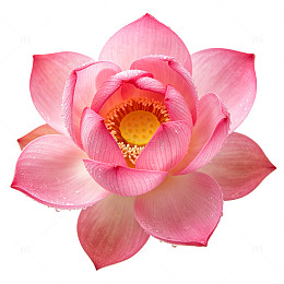 粉色莲花盛开的莲花