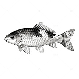 黑白插画鱼