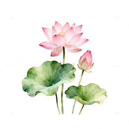水彩荷花艺术插画
