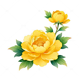 牡丹花开插画素材