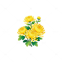 黄色菊花插画素材