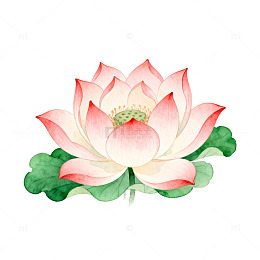 水彩荷花插画设计素材