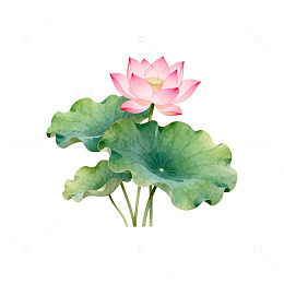 水彩荷花艺术插画设计素材