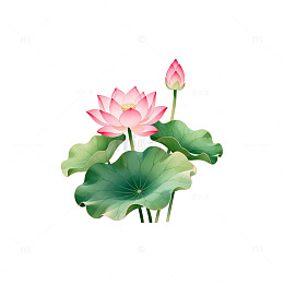 水彩荷花插画设计素材