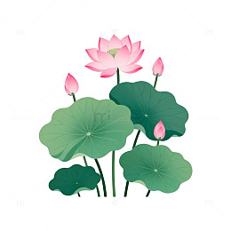 荷花插画素材
