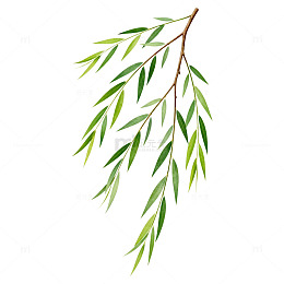 柳枝绿意水彩画