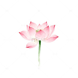 水彩淡雅荷花插图