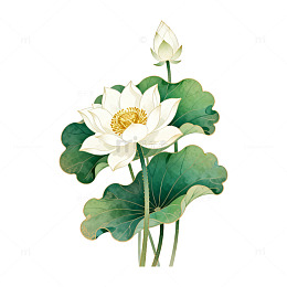 手绘风格荷花插画设计素材