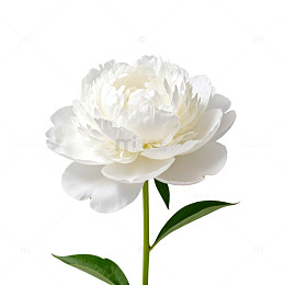 洁白芍药花