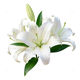 纯白百合花束特写