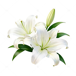 纯白百合花束插画素材