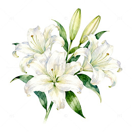 水彩白百合花束插画素材