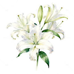 水彩白百合花艺术插画