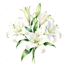 水彩白百合花束插画设计素材