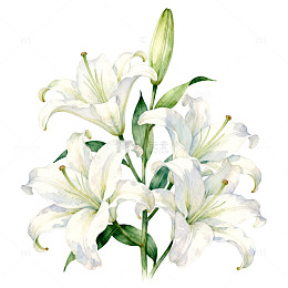 水彩百合花束插画