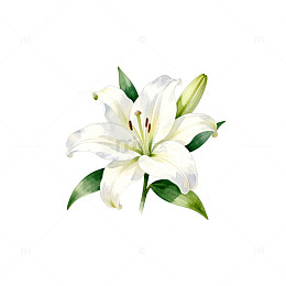 百合花手绘插画设计素材