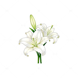 百合花手绘插画