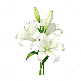 百合花插画设计素材