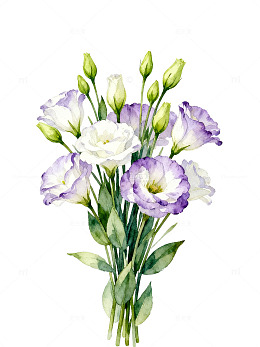 水彩风淡紫花束插画素材