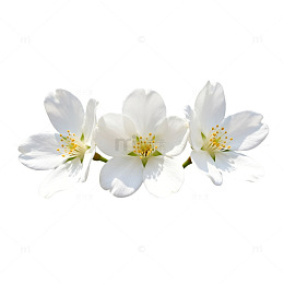 简约风白色花朵装饰图案