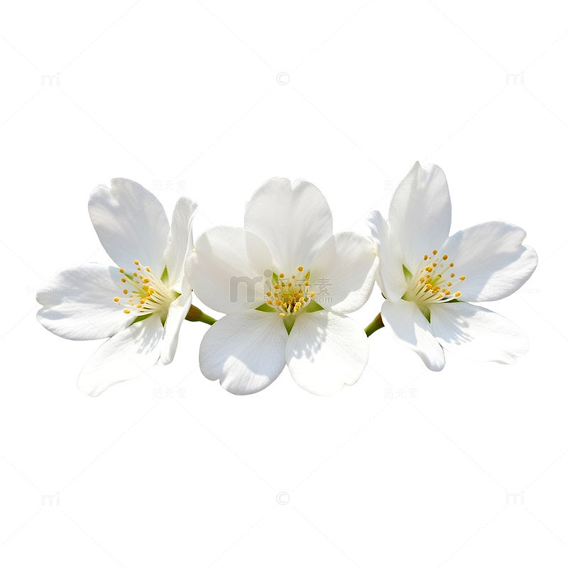 简约风白色花朵装饰图案