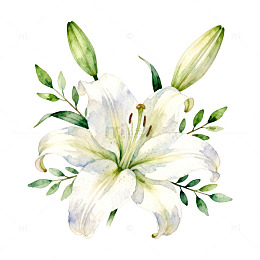 水彩百合花插画设计素材