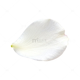 素雅白色花瓣特写片