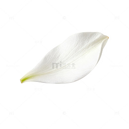 素雅白花瓣图案设计元素