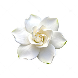 清新白玉兰花插画