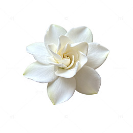 清新白玉兰花朵特写设计素材