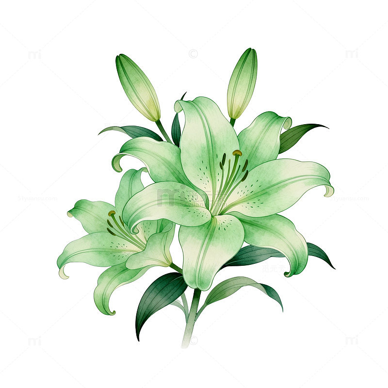 清新百合花插画设计素材
