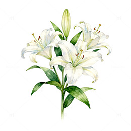 清新百合花手绘插画