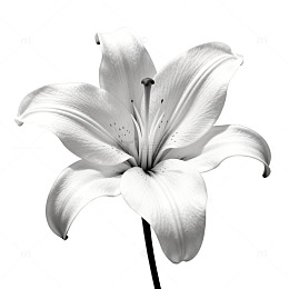 黑白百合花艺术