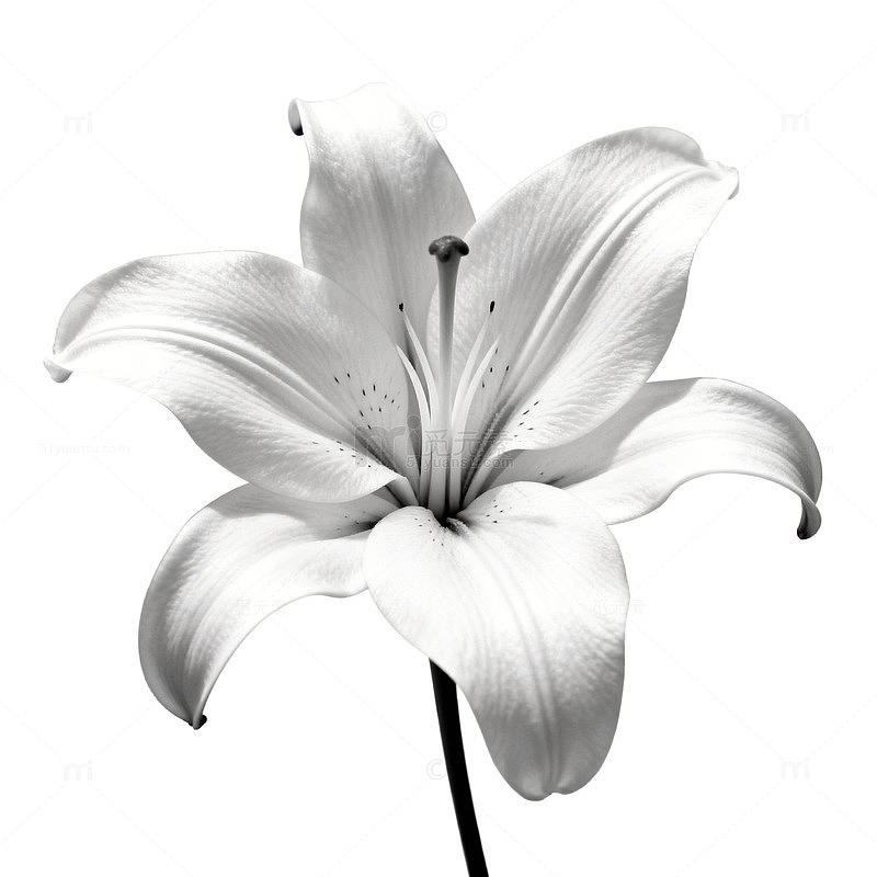 黑白百合花艺术